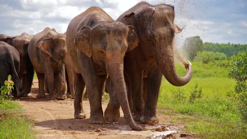 Elephants Roaming Around The Srivari Padalu - Sakshi