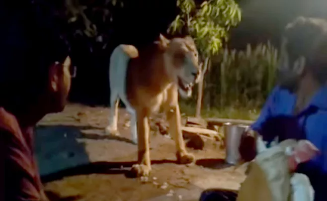 Local Youth Harassed The Lioness With Hen In Gir - Sakshi