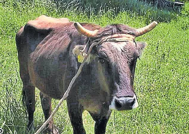 Penka the cow faces death sentence - Sakshi