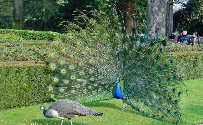 Peacock DNA Structure Was Discovered By IISR Scientists - Sakshi