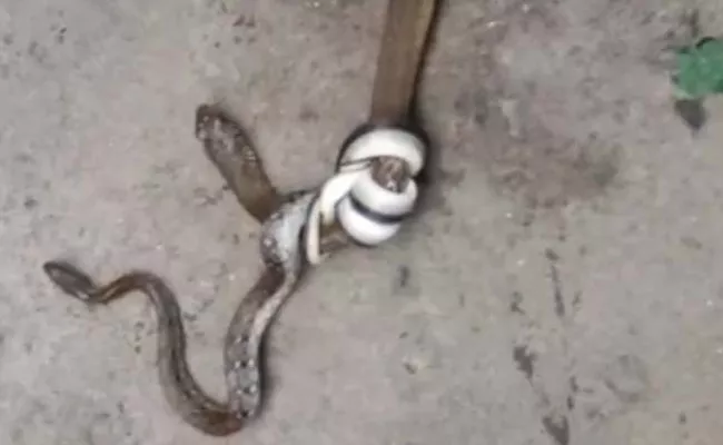 3 Foot Small Snake Catches Big Snake In Odisha - Sakshi