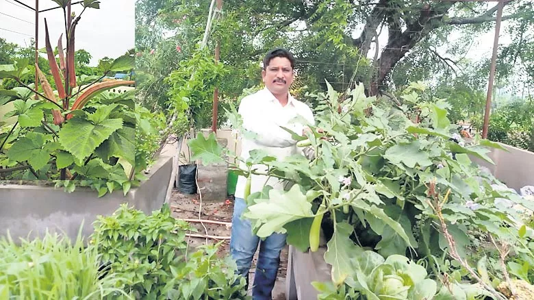 organic vegetable farming in home crops - Sakshi