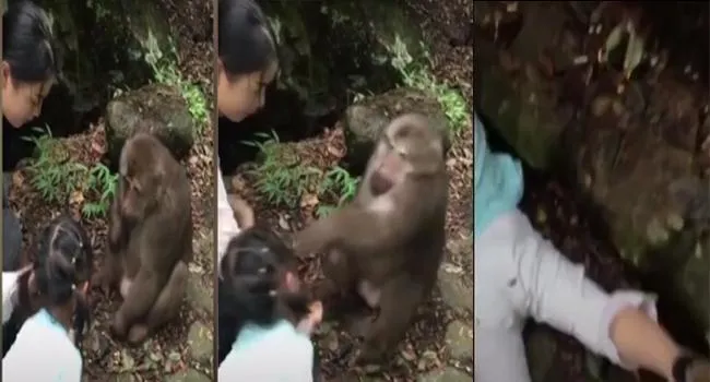 Monkey Punches Girl In China Zoo video goes viral - Sakshi