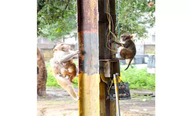 Monkeys Playing With Electric Wires  - Sakshi