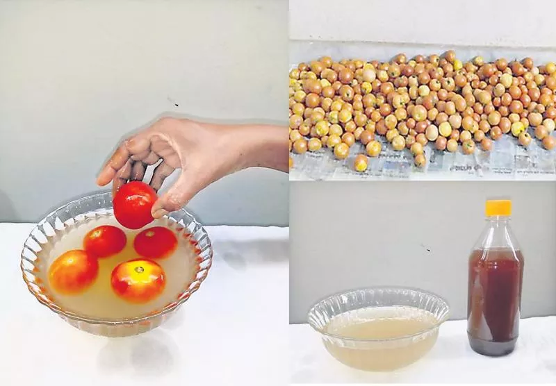 herbal Solution for tomatoes - Sakshi