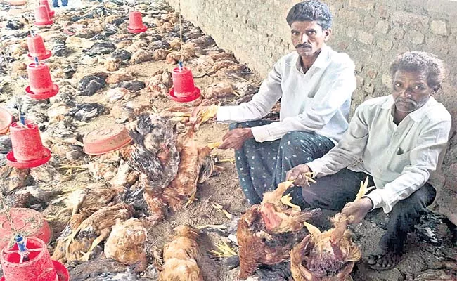  600 Chickens Killed By Dogs - Sakshi