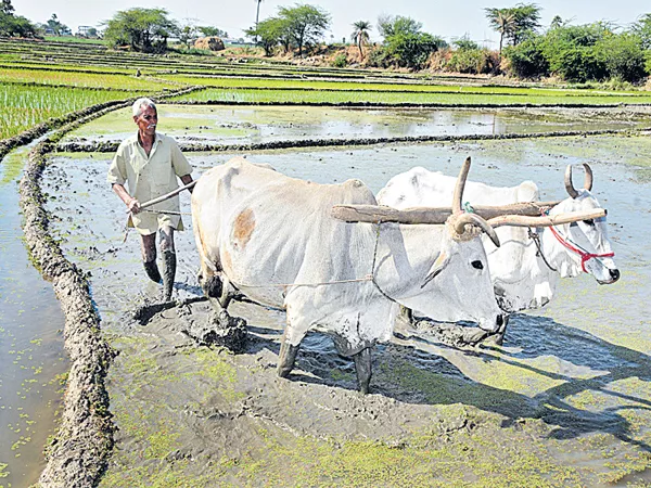 Kharif crops to be cultivated on 52 lakh acres - Sakshi