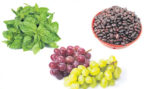 Beans, basil, grapes for kidney problems - Sakshi