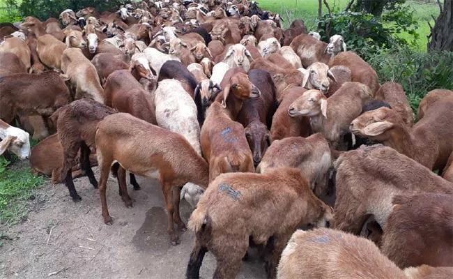 Sabsidi Sheeps Captured - Sakshi