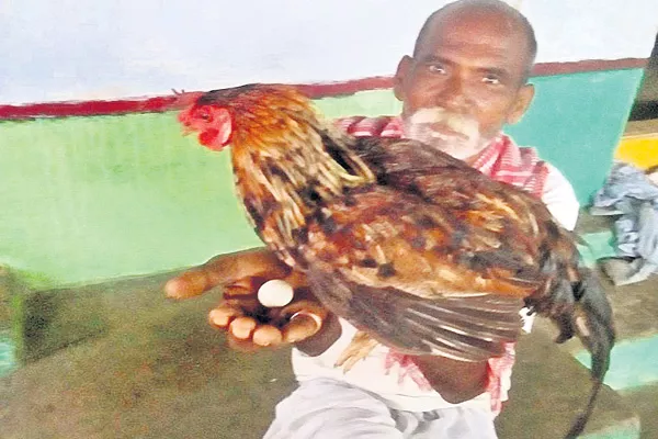 Cock layed egg - Sakshi