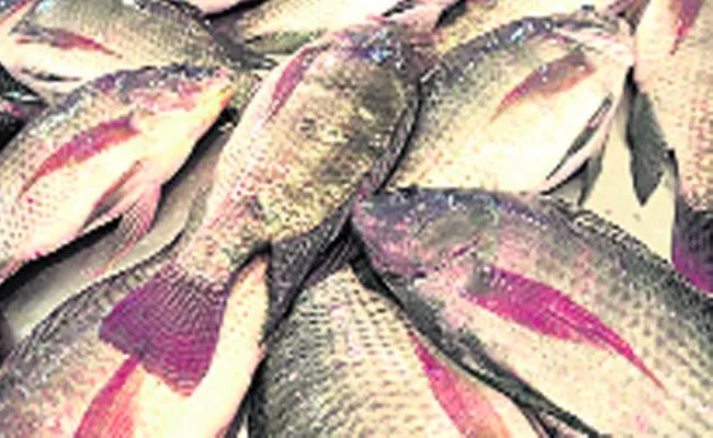 Andhra Fishes Are Toxic - Sakshi