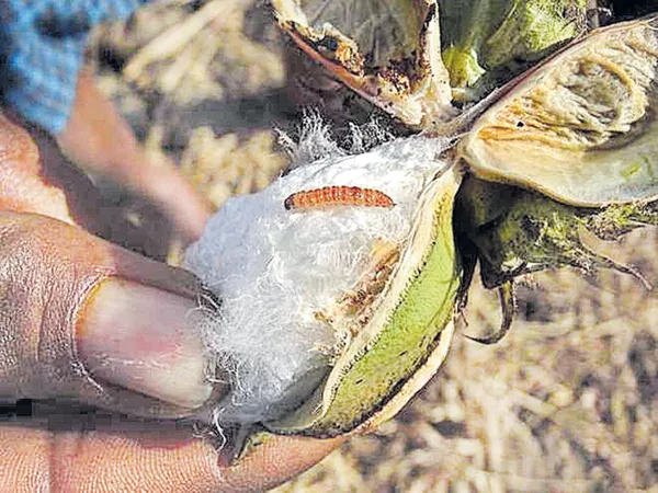 Pink color Insect attack on Cotton crop - Sakshi