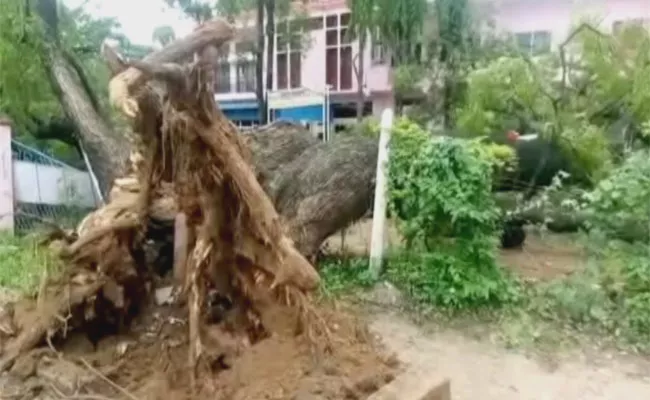 Big Neem Tree Fell Down On Four Cars In Nizamabad - Sakshi