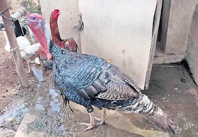 Impressive Turkey Chickens - Sakshi