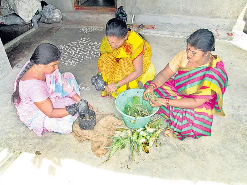 Aloe vera is good for crops - Sakshi