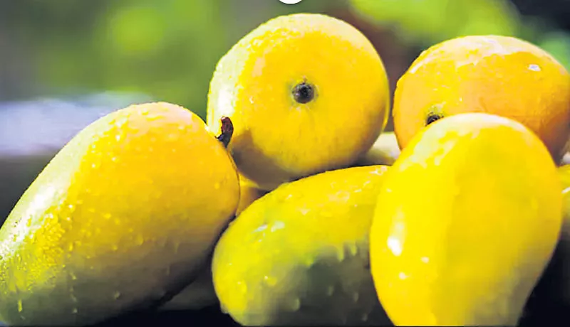 West Bengal Government Seeks GI Tag For Kohitur Mango - Sakshi