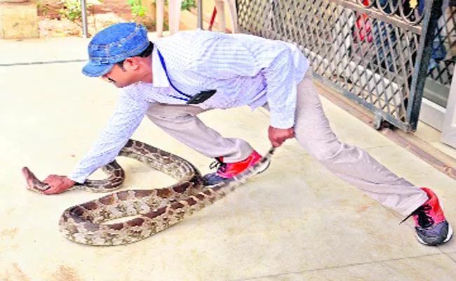 Python Captured In Bhadradri Kothagudem - Sakshi