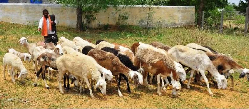 Telangana Government To Give Sheeps For Two More Communities - Sakshi