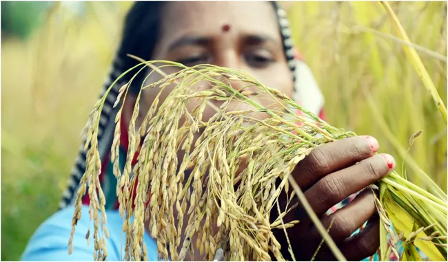 Govt may Hike Paddy Minimum Support Price By Rs 200 - Sakshi