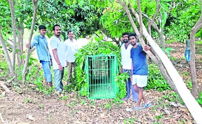 Leopard In Kamareddy - Sakshi