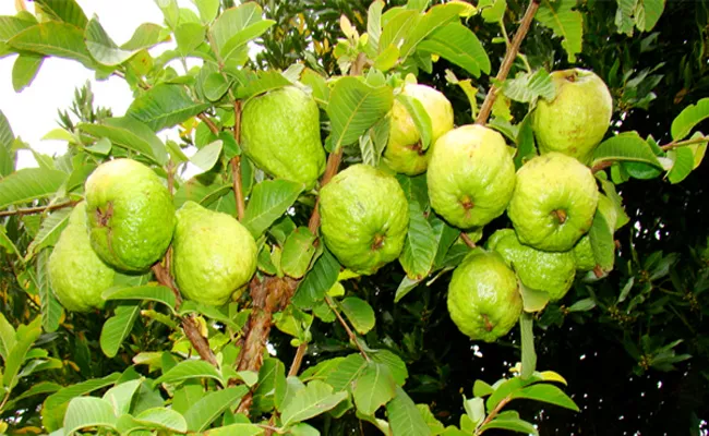 Guava gardens Famous In Visakhapatnam - Sakshi