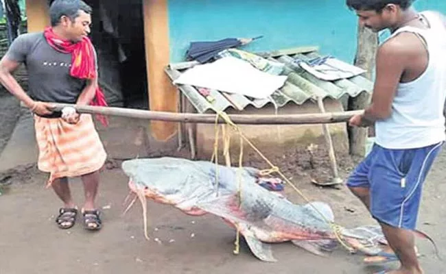 Big Fish In Orissa - Sakshi