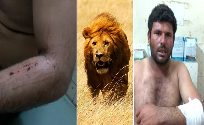 Brave Dog Saves man life from Three lions in Gujrath - Sakshi