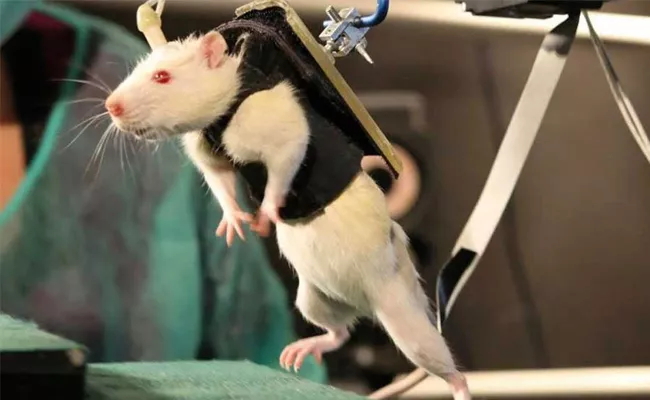 Paralyzed Mice With Spinal Cord Injury Made To Walk Again - Sakshi