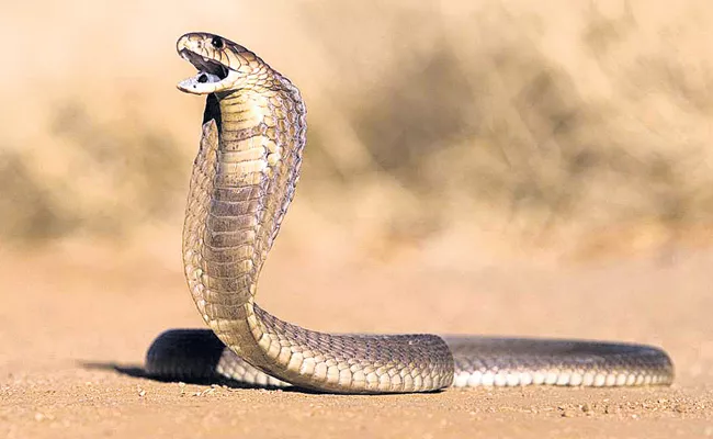 Snake Bite Cases Are increasing In Telangana - Sakshi