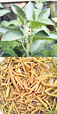 Ashwagandha Cultivation Information - Sakshi