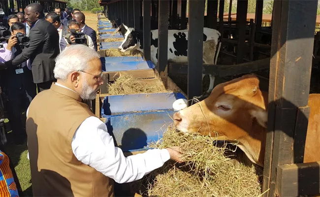 Twitter Comments On Narendra Modi Donated Cows In Rwanda - Sakshi