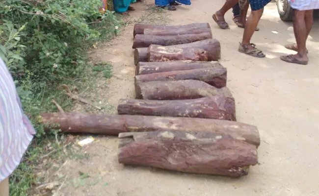 Red Sandle Wood Caught In Chittoor - Sakshi