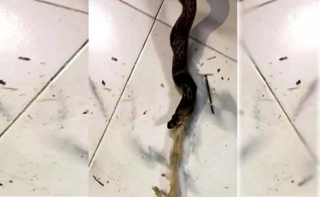 King Cobra Throws Up Huge Amount Of Plastic In Mumbai Malad - Sakshi