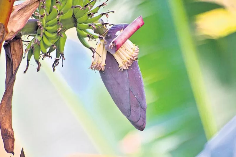 Family special to Banana flower - Sakshi