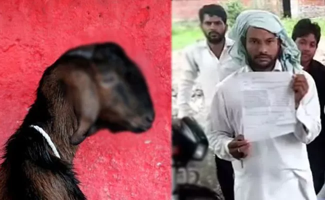 Pregnant Goat Gang Raped in Haryana Dies - Sakshi