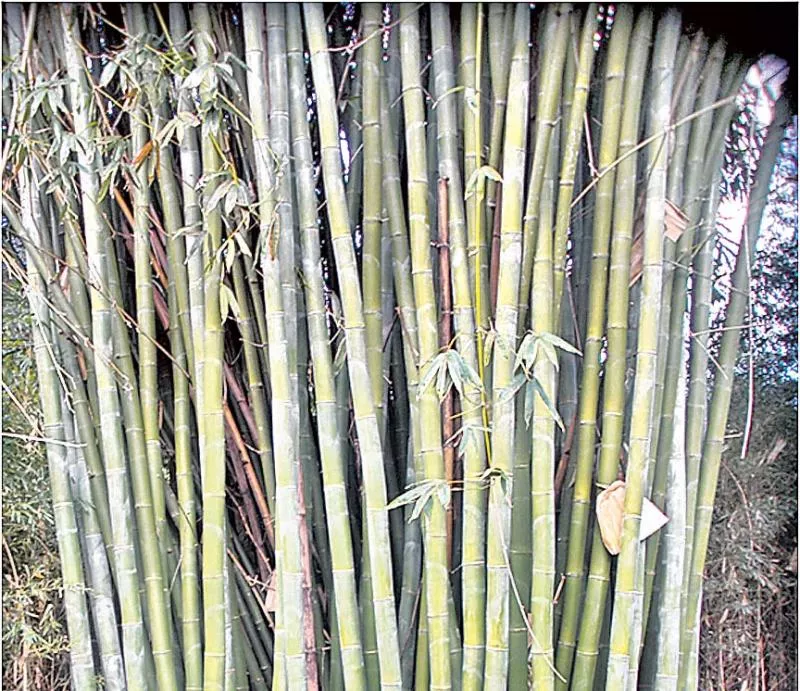 State government to promote bamboo cultivation  - Sakshi