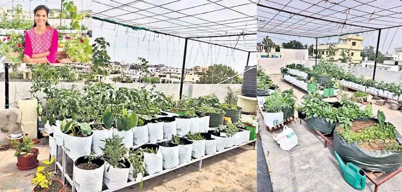 For the home crops alone, the city is over! - Sakshi