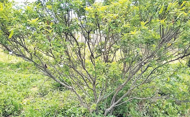 Locks To The Tangedu Tree In Medak - Sakshi