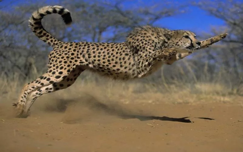 cheetah Attack on couple in vadodara - Sakshi