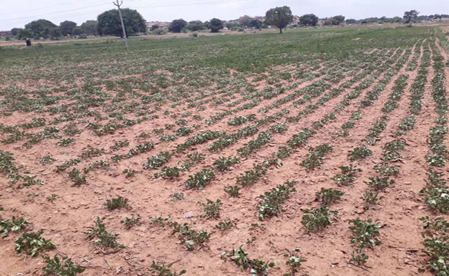 Mandals Drought  In Kurnool - Sakshi