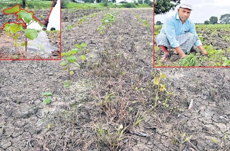 weed Shelling with weed - Sakshi