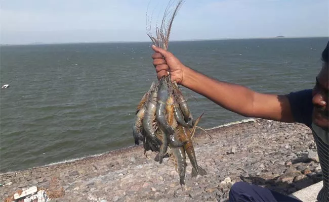 Prawns farming In Srsp - Sakshi