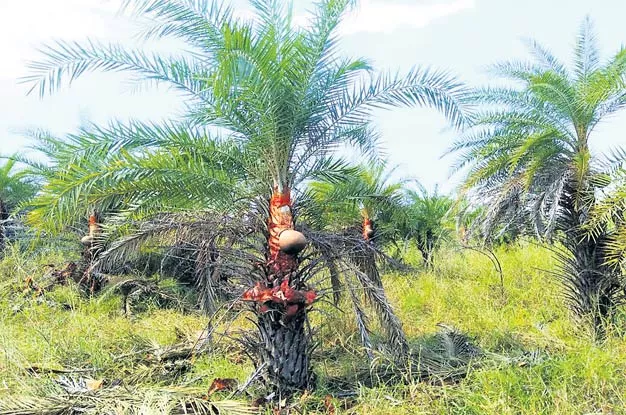 Thousand Palm Plants To Each Person - Sakshi