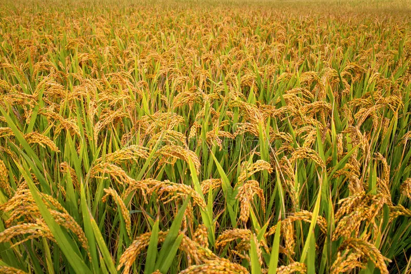 Govt Hikes Paddy MSP By Rs 200 Per Quintal - Sakshi