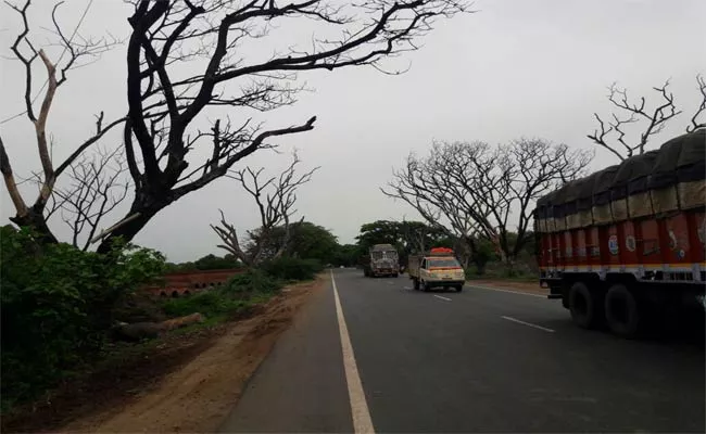 Dangerous dried trees In Khammam - Sakshi