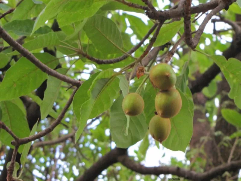  owner took some ripe fruit from the tree - Sakshi