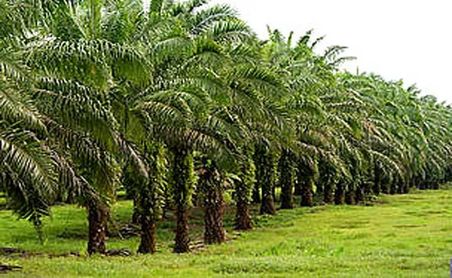 'Fasal insurance' is applied to palm oil crops - Sakshi