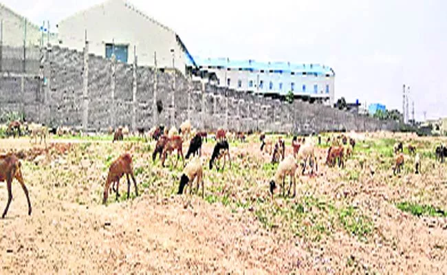 311 Subsidized Sheeps Captured - Sakshi