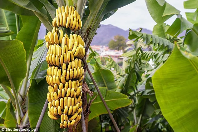 Bananas Are At Brink Of Extinction Say Reseachers - Sakshi