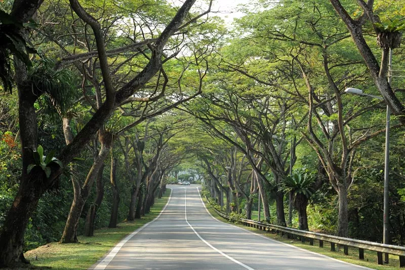 Delhi to have tree wall around it to shield from dust storms - Sakshi